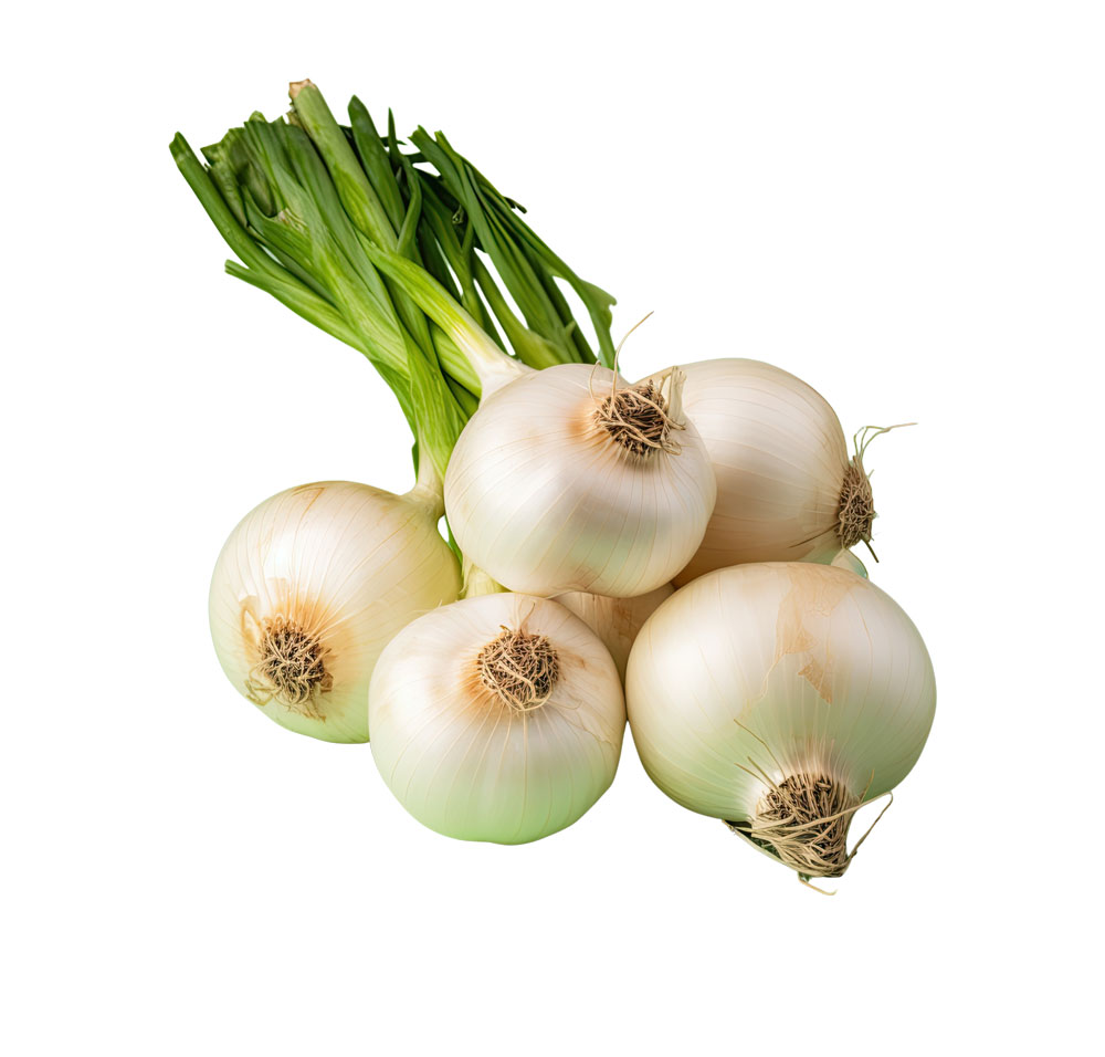 Oignons blancs botte (la botte)